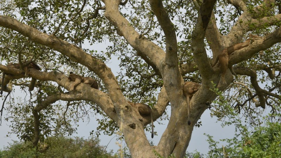 Photo of 7 Days and 6nights wildlife safari to Uganda with Gorilla and Chimpanzee trekking by Kalema Robert