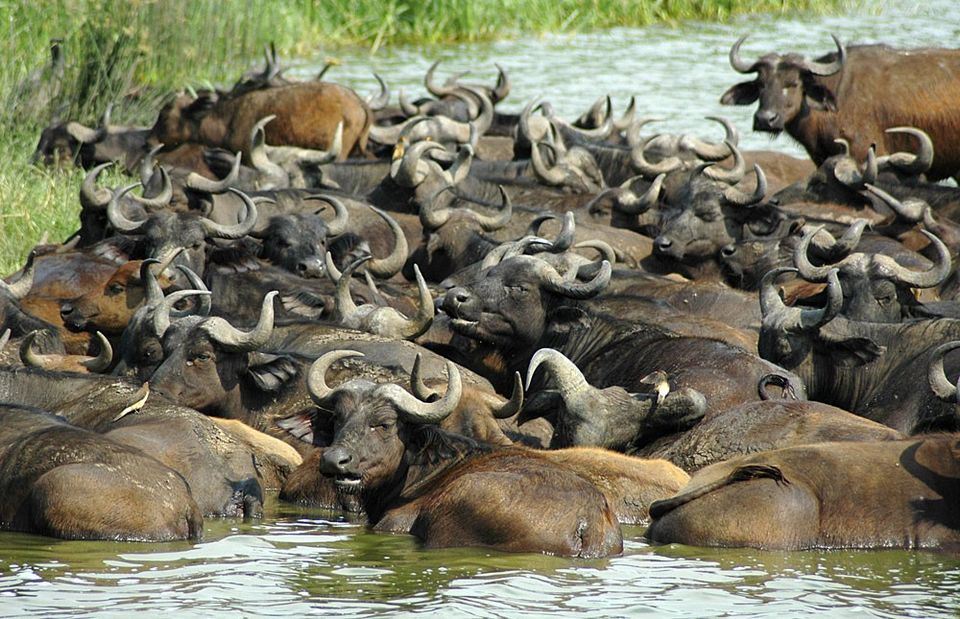 Photo of 7 Days and 6nights wildlife safari to Uganda with Gorilla and Chimpanzee trekking by Kalema Robert