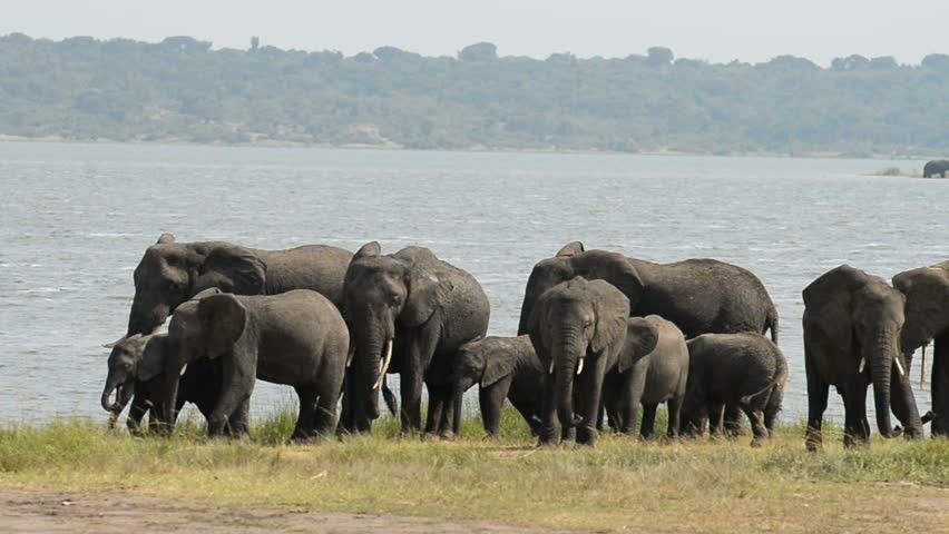 Photo of 7 Days and 6nights wildlife safari to Uganda with Gorilla and Chimpanzee trekking by Kalema Robert