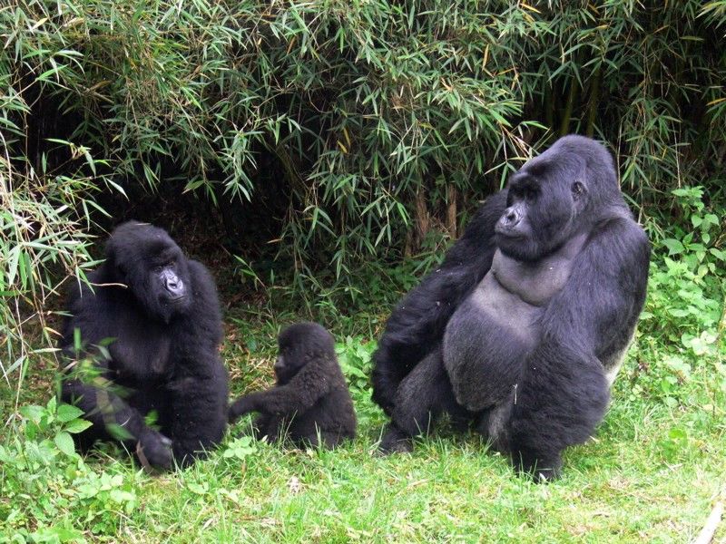 Photo of 7 Days and 6nights wildlife safari to Uganda with Gorilla and Chimpanzee trekking by Kalema Robert