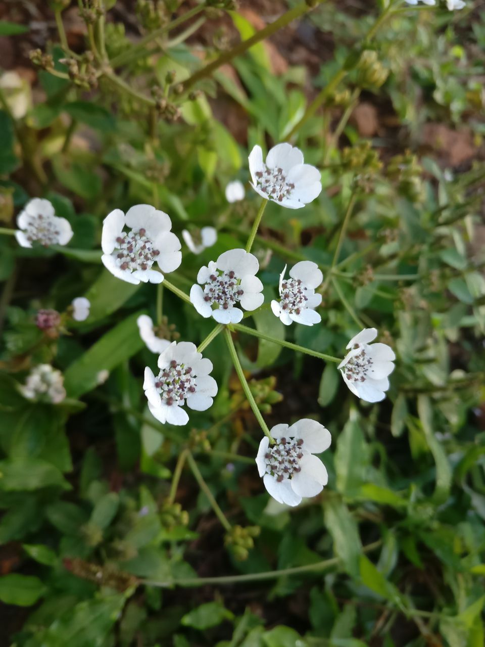Photo of A day trip to Maharashtra’s Valley of Flower! 1/11 by Niyati Chaudhary