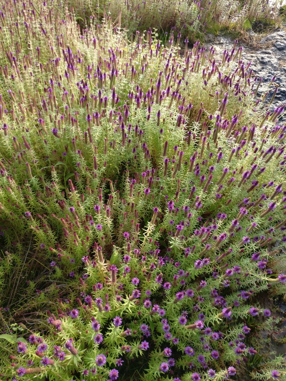 Photo of A day trip to Maharashtra’s Valley of Flower! 2/11 by Niyati Chaudhary