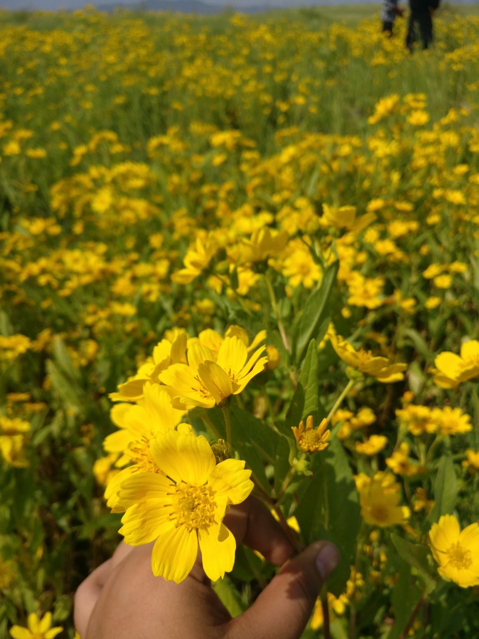Photo of A day trip to Maharashtra’s Valley of Flower! 3/11 by Niyati Chaudhary