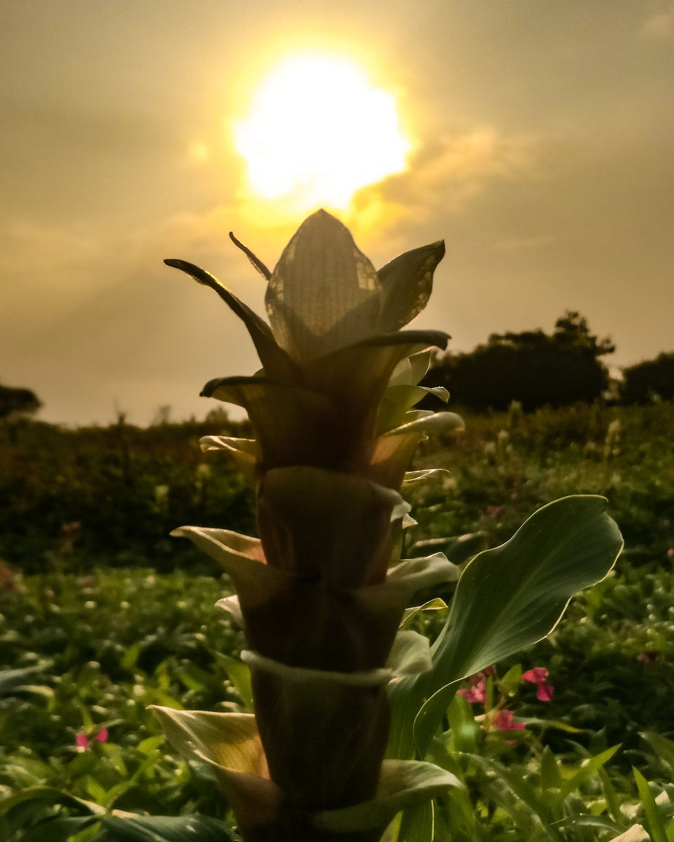 Photo of A day trip to Maharashtra’s Valley of Flower! 5/11 by Niyati Chaudhary
