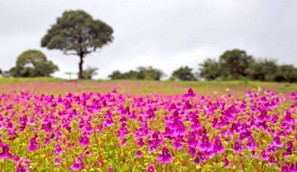 Photo of A day trip to Maharashtra’s Valley of Flower! by Niyati Chaudhary