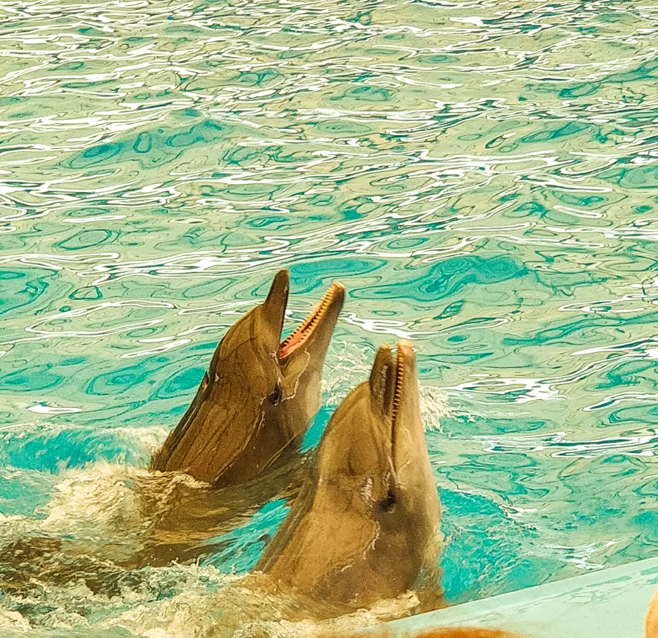Photo of Dolphins Bay Phuket, Chalong, Mueang Phuket District, Phuket, Thailand by Niyati Chaudhary 