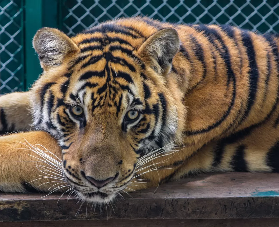 Photo of Tiger Kingdom Phuket, Kathu, Kathu District, Phuket, Thailand by Niyati Chaudhary 