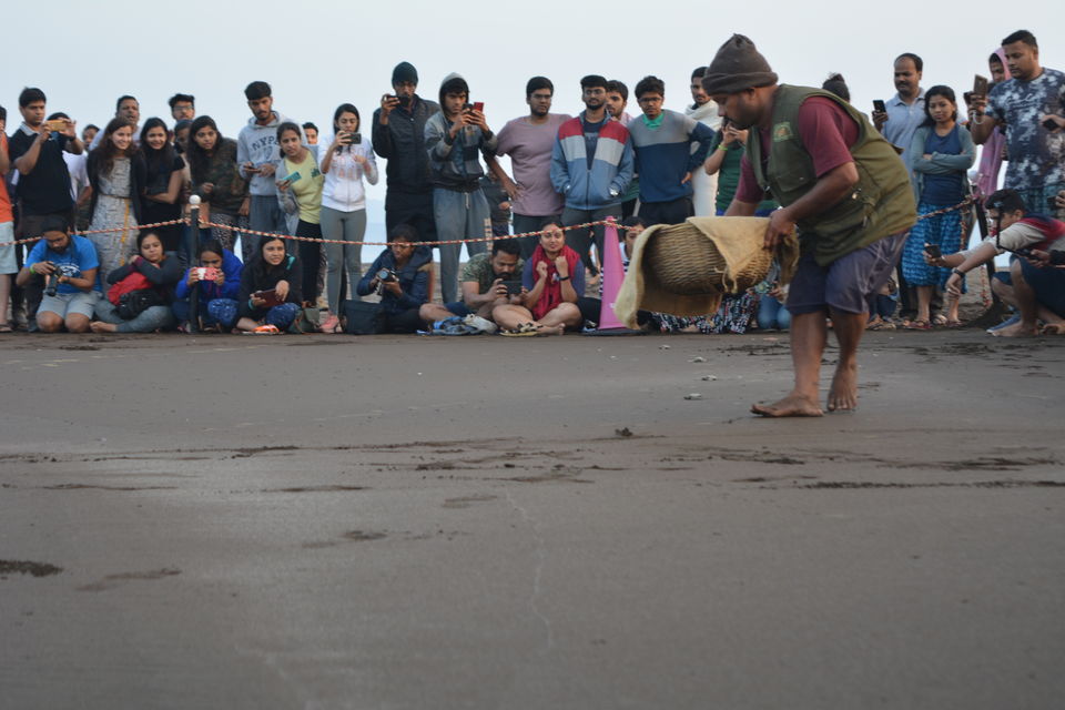 Photo of The world of Turtles that I explored.... Velas Turtle Festival #offbeatgetaway 7/9 by Niyati Chaudhary
