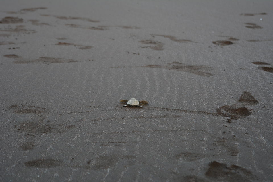 Photo of The world of Turtles that I explored.... Velas Turtle Festival #offbeatgetaway 9/9 by Niyati Chaudhary