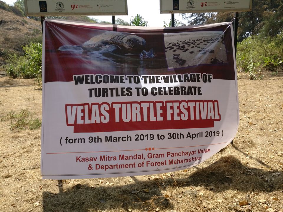 Photo of The world of Turtles that I explored.... Velas Turtle Festival #offbeatgetaway by Niyati Chaudhary
