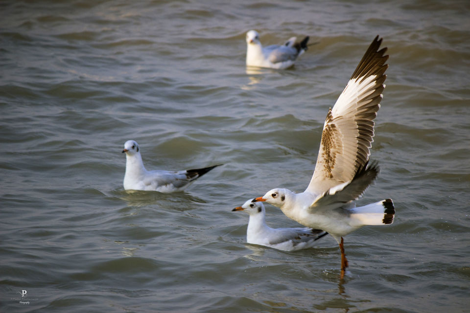 Photo of Gangasagar, South 24 Parganas, West Bengal, India by Plaban Bhattacharya