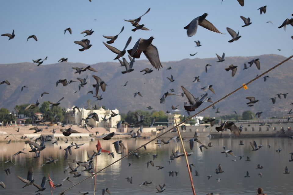 Photo of Pushkar, Rajasthan, India by Prem Sagar Gs