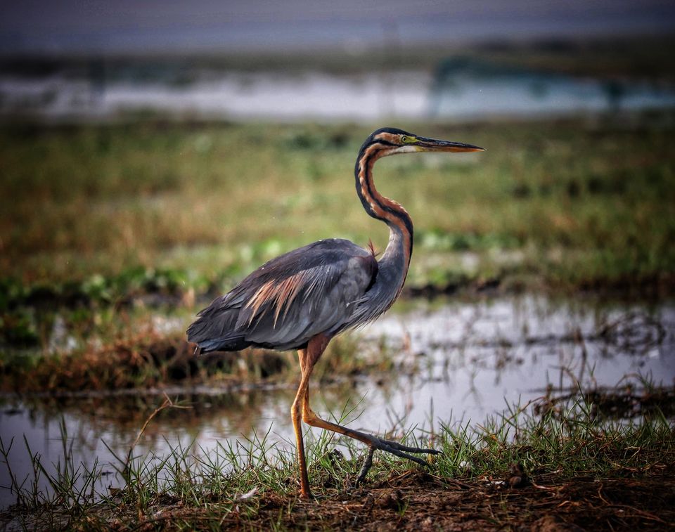 Photo of Mangalajodi:Picturesque Journey!! by sangeeta