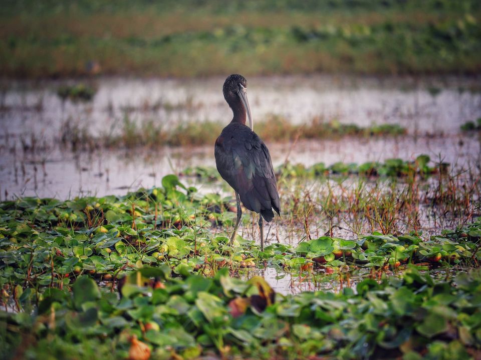 Photo of Mangalajodi:Picturesque Journey!! by sangeeta