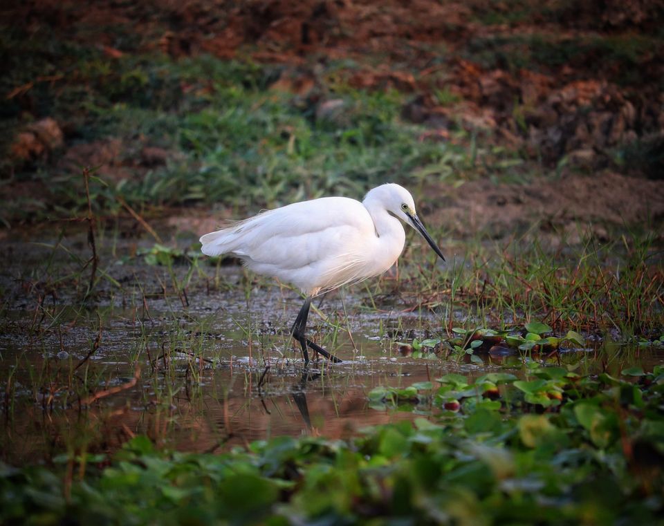 Photo of Mangalajodi:Picturesque Journey!! by sangeeta