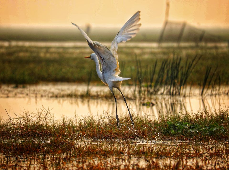 Photo of Mangalajodi:Picturesque Journey!! by sangeeta