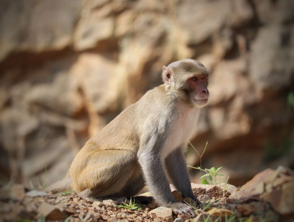Photo of Unravelled Travel Stories : Odisha Canyon Lake!! by sangeeta