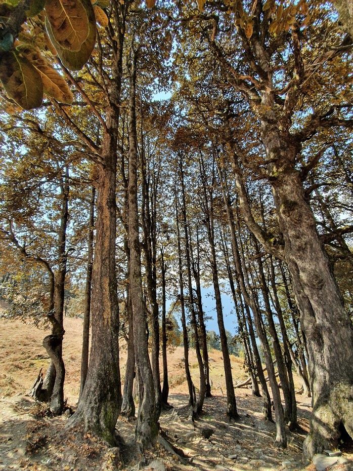 Photo of Bhrigu Lake Trek Base Camp, Bashisht, Himachal Pradesh, India by Divya Golyan