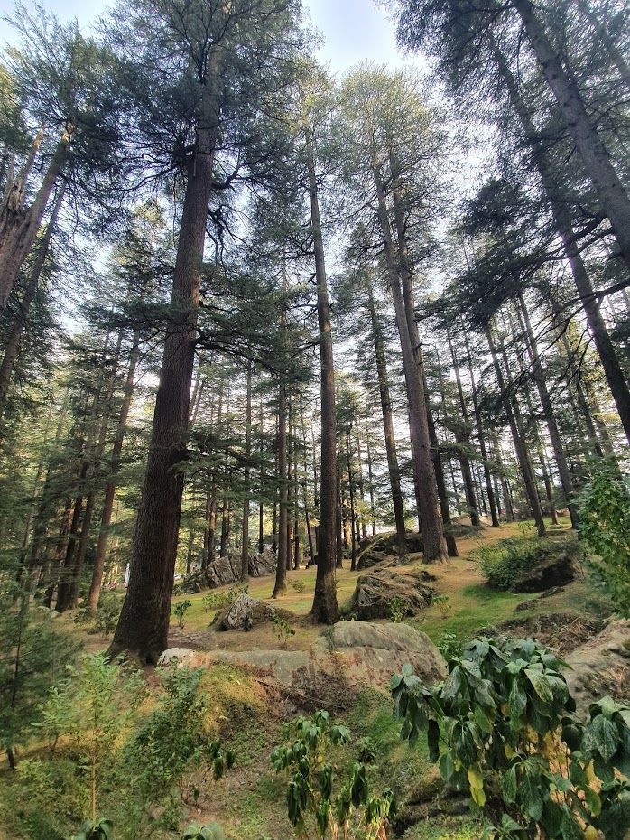 Photo of Hidimba Devi Temple, Hadimba Temple Road, Old Manali, Manali, Himachal Pradesh, India by Divya Golyan