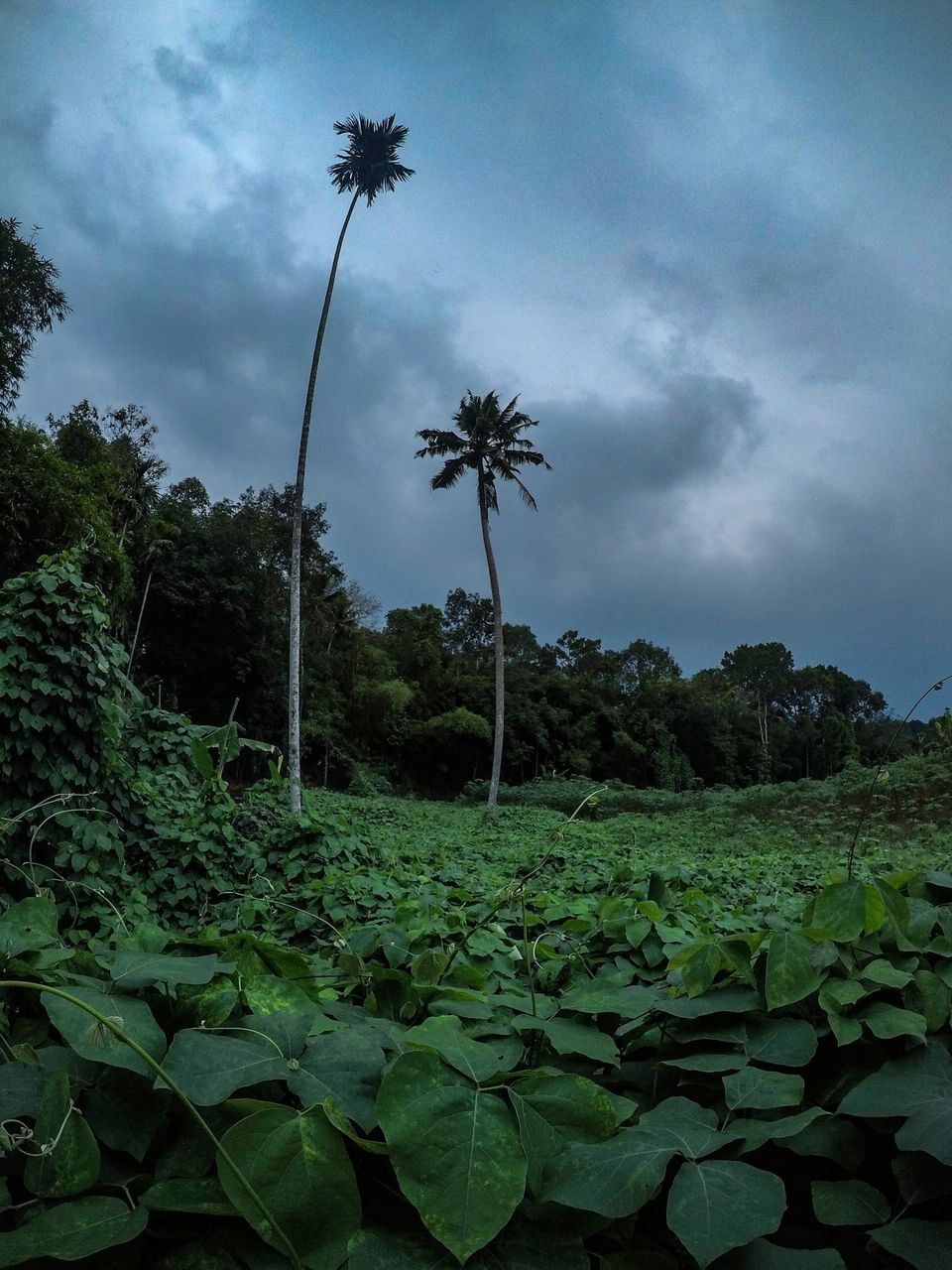Photo of Backpacking in Kerala: the road to Mallapalli by Eeshat Tiwary