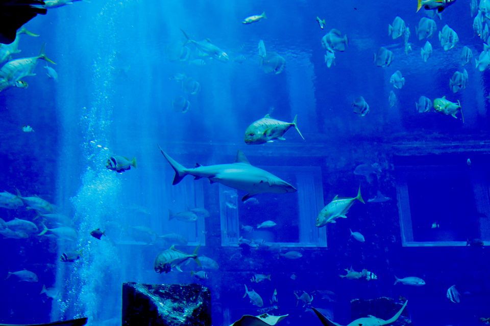 Photo of Aquaventure Waterpark - Crescent Road - Dubai - United Arab Emirates by avantika karwasara