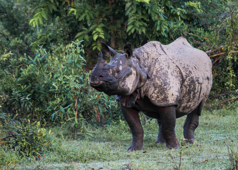 Photo of Kaziranga National Park, Assam, India by Mukul Bansal