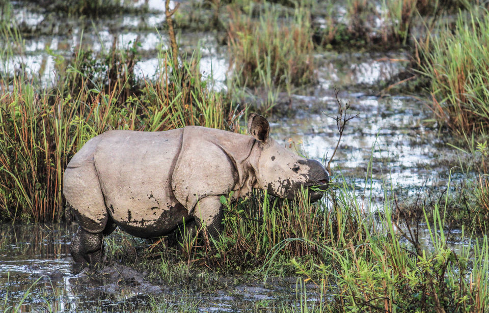 Photo of Kaziranga National Park, Assam, India by Mukul Bansal