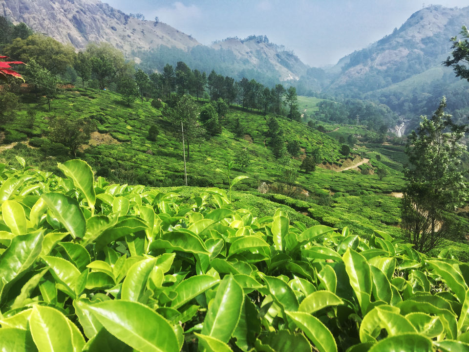 Photo of Munnar Through My Lens by Neingunuo Linyu