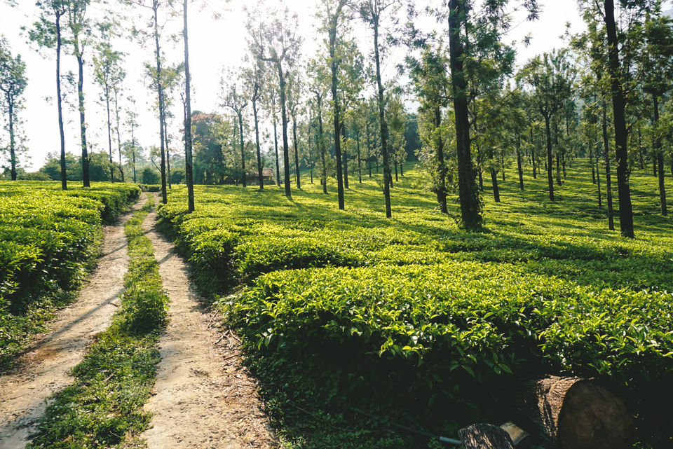 Photo of Stay in the wilderness at Vythiri Mist Resort 4/5 by Earth's Tenant