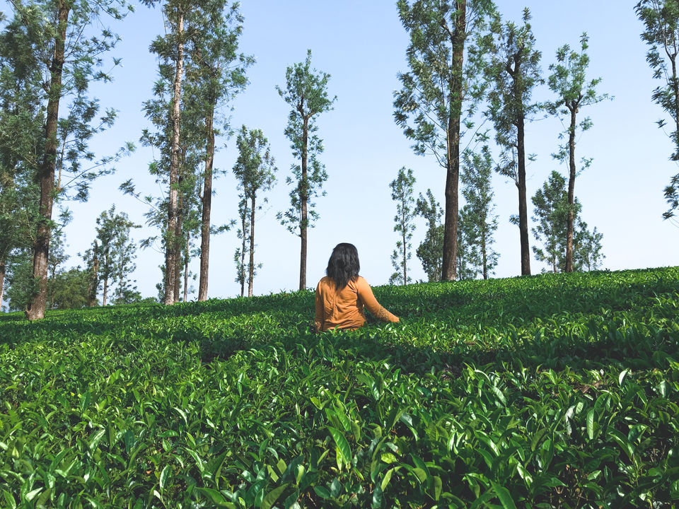 Photo of Stay in the wilderness at Vythiri Mist Resort 2/5 by Earth's Tenant