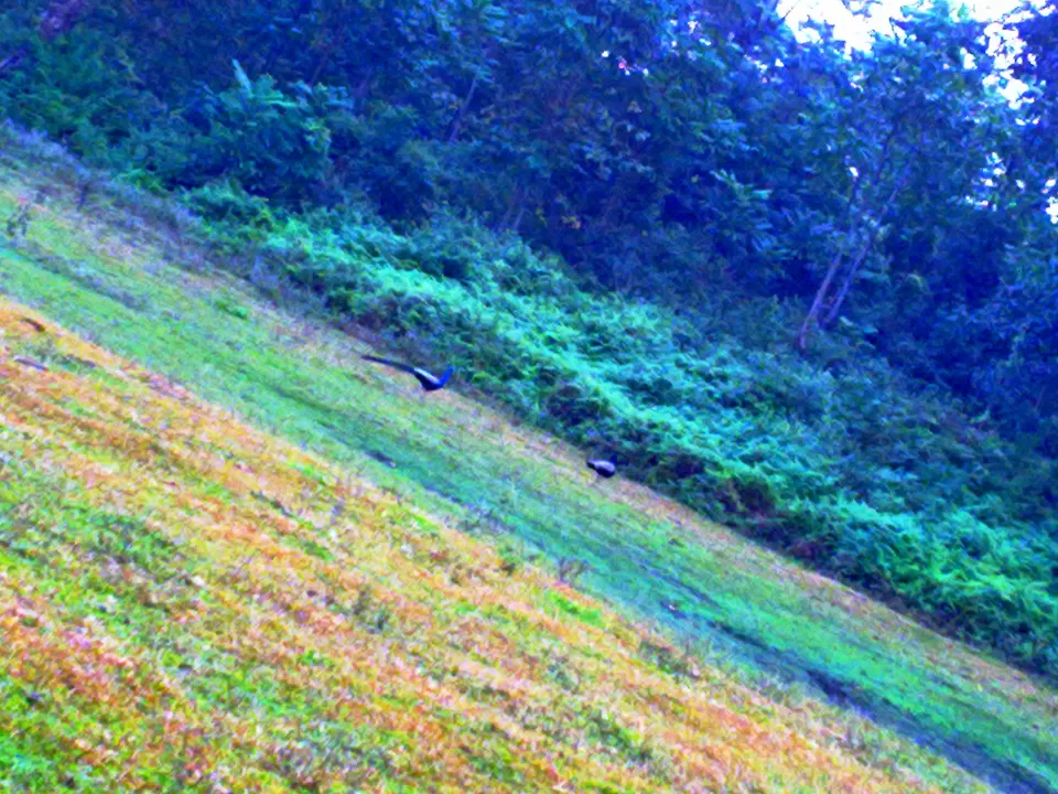 Photo of Samsing Tea Garden, Samsing Tea Garden, West Bengal, India by Ashima Banerjee