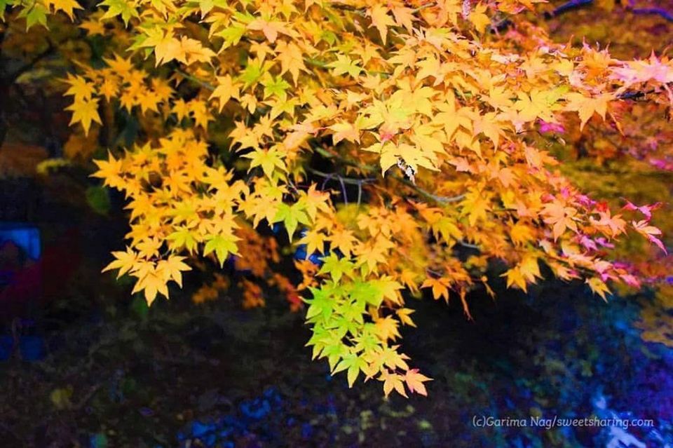 Photo of I Visit this Place Which Looked Like Van Gogh Painting. I am totally In Love! 3/11 by Garima Nag