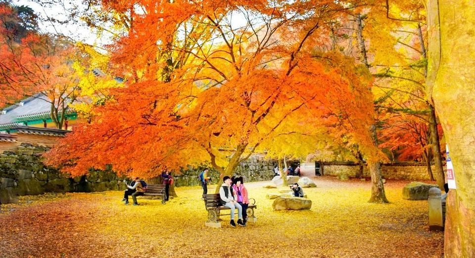 Photo of I Visit this Place Which Looked Like Van Gogh Painting. I am totally In Love! by Garima Nag
