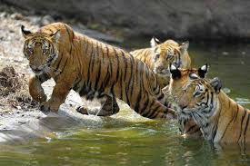 Photo of Wildlife Sanctuaries in India - Best Place To See Tigers In India 2/5 by Shifali (Nature Lover)