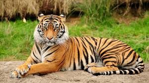Photo of Wildlife Sanctuaries in India - Best Place To See Tigers In India 3/5 by Shifali (Nature Lover)