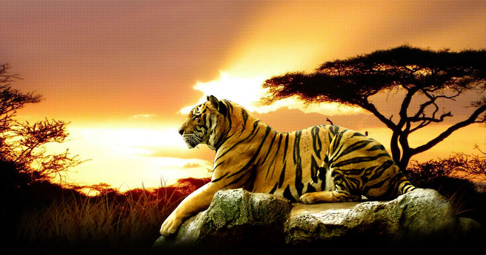 Photo of Wildlife Sanctuaries in India - Best Place To See Tigers In India 5/5 by Shifali (Nature Lover)