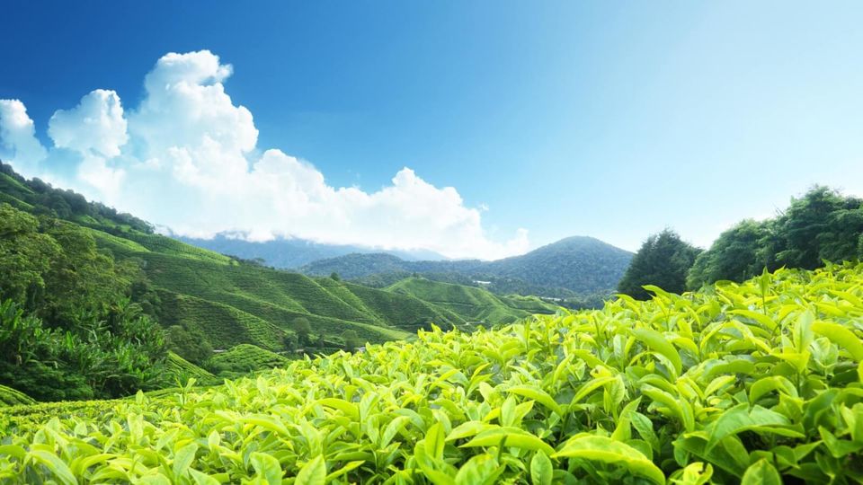 Photo of Explore 30 must-visit travel destinations for a romantic getaway in India 23/23 by Shifali (Nature Lover)