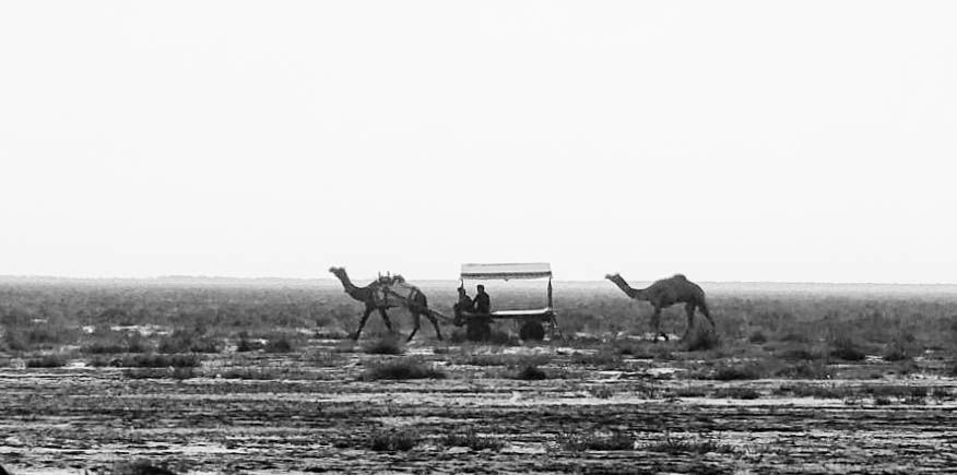 Photo of THE BARREN LAND OF KUTCH by Mallika Rohatgi