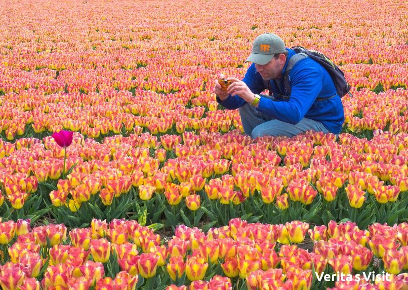 Photo of Tulip Field Bike Tour Holland 1/7 by Verita's Visit Holland