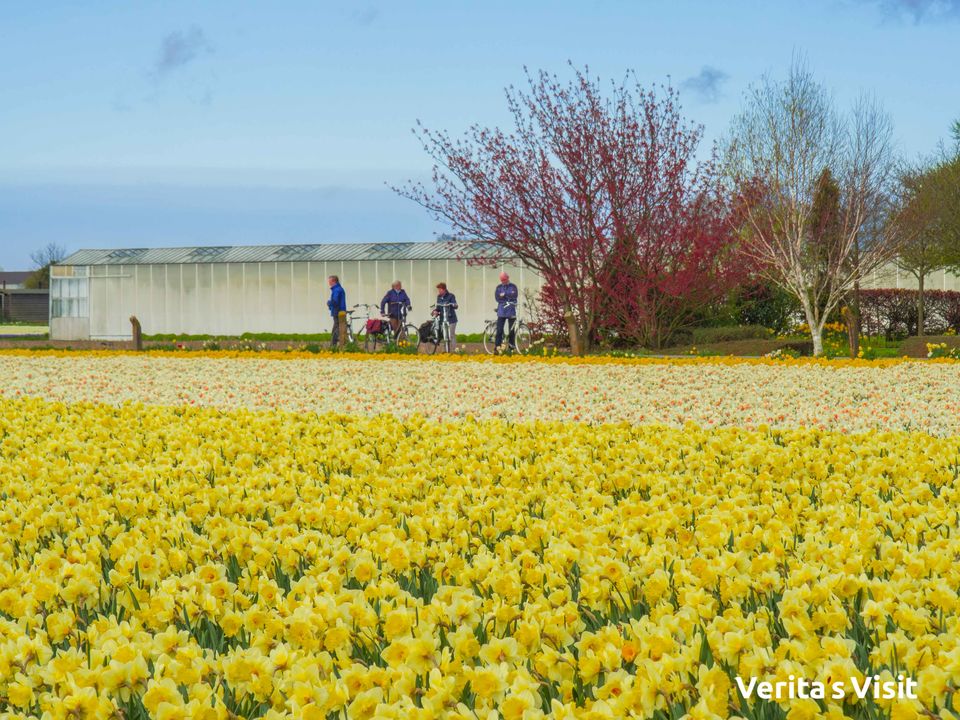 Photo of Tulip Field Bike Tour Holland 4/7 by Verita's Visit Holland
