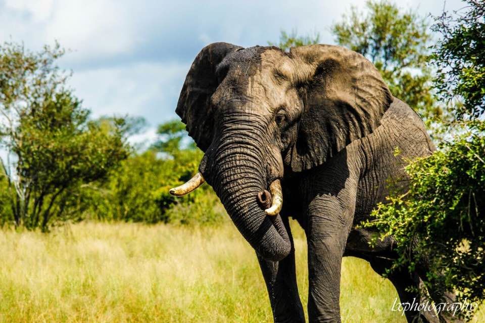 Photo of Luksus safari sydafrika 1/1 by Leonado