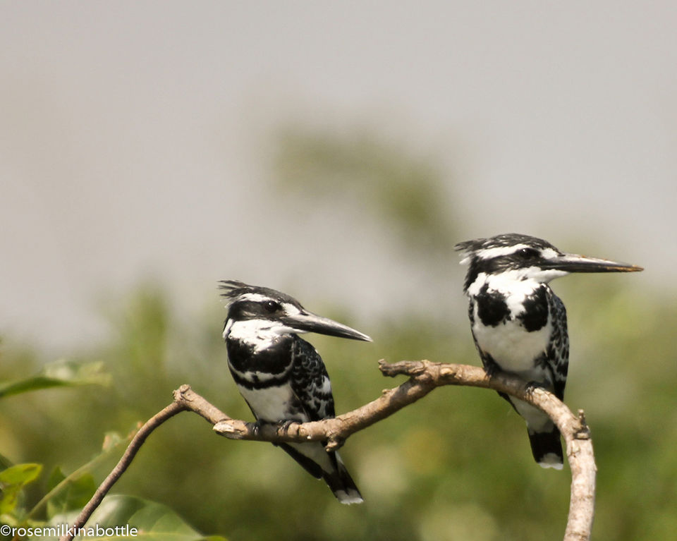 Photo of Why Kerala is the Best Honeymoon Destination! by Nikita Das - Vagabond Stories