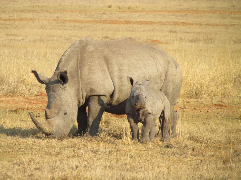 Photo of Where to Spot Rhinos in India 1/1 by Nikita Das - Vagabond Stories