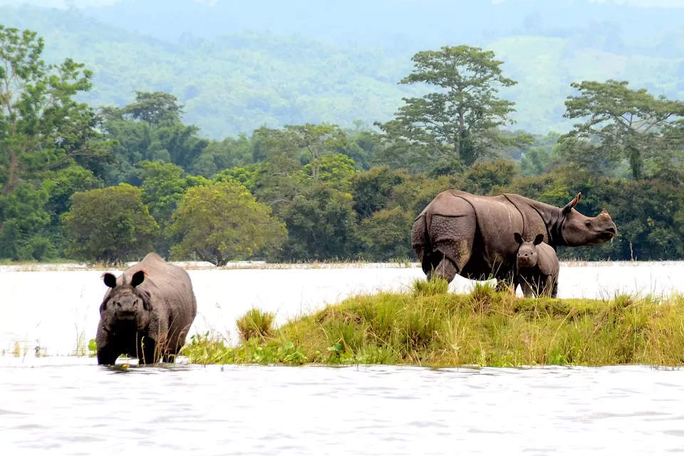 Photo of Kaziranga National Park, Kanchanjuri, Assam, India by Nikita Das - Vagabond Stories