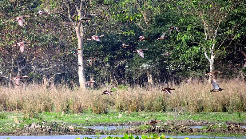 Photo of Pobitora Wildlife Sanctuary, Pabitara, Assam, India by Nikita Das - Vagabond Stories