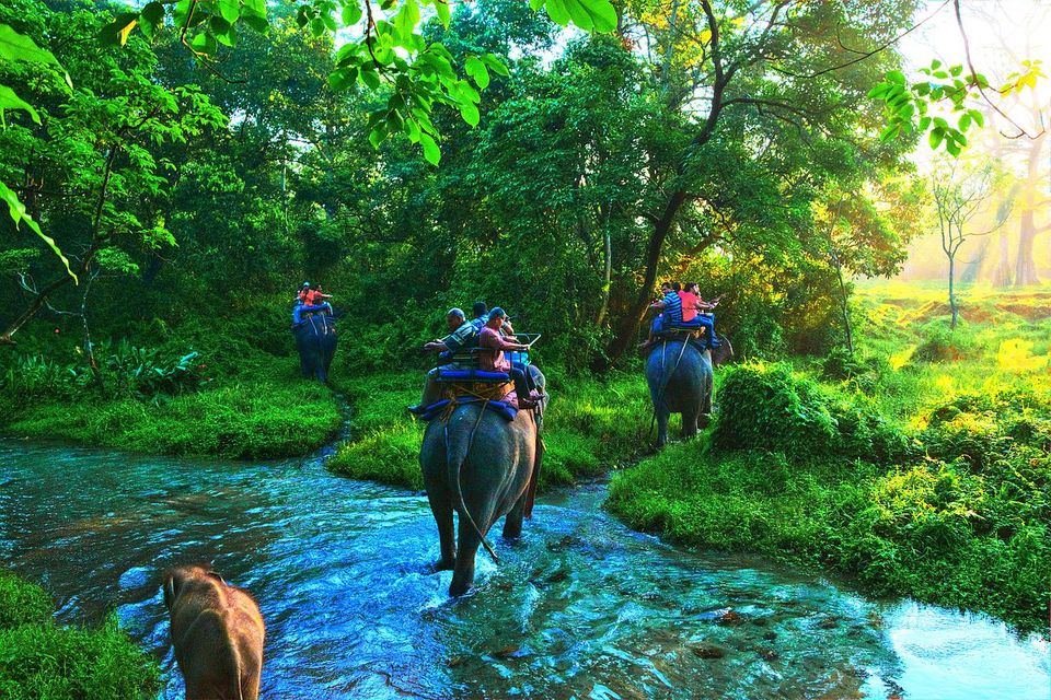 Photo of Jaldapara National Park, Uttar Madarihat, West Bengal, India by Nikita Das - Vagabond Stories