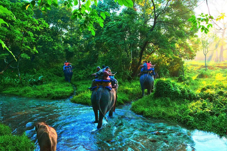 Photo of Jaldapara National Park, Uttar Madarihat, West Bengal, India by Nikita Das - Vagabond Stories