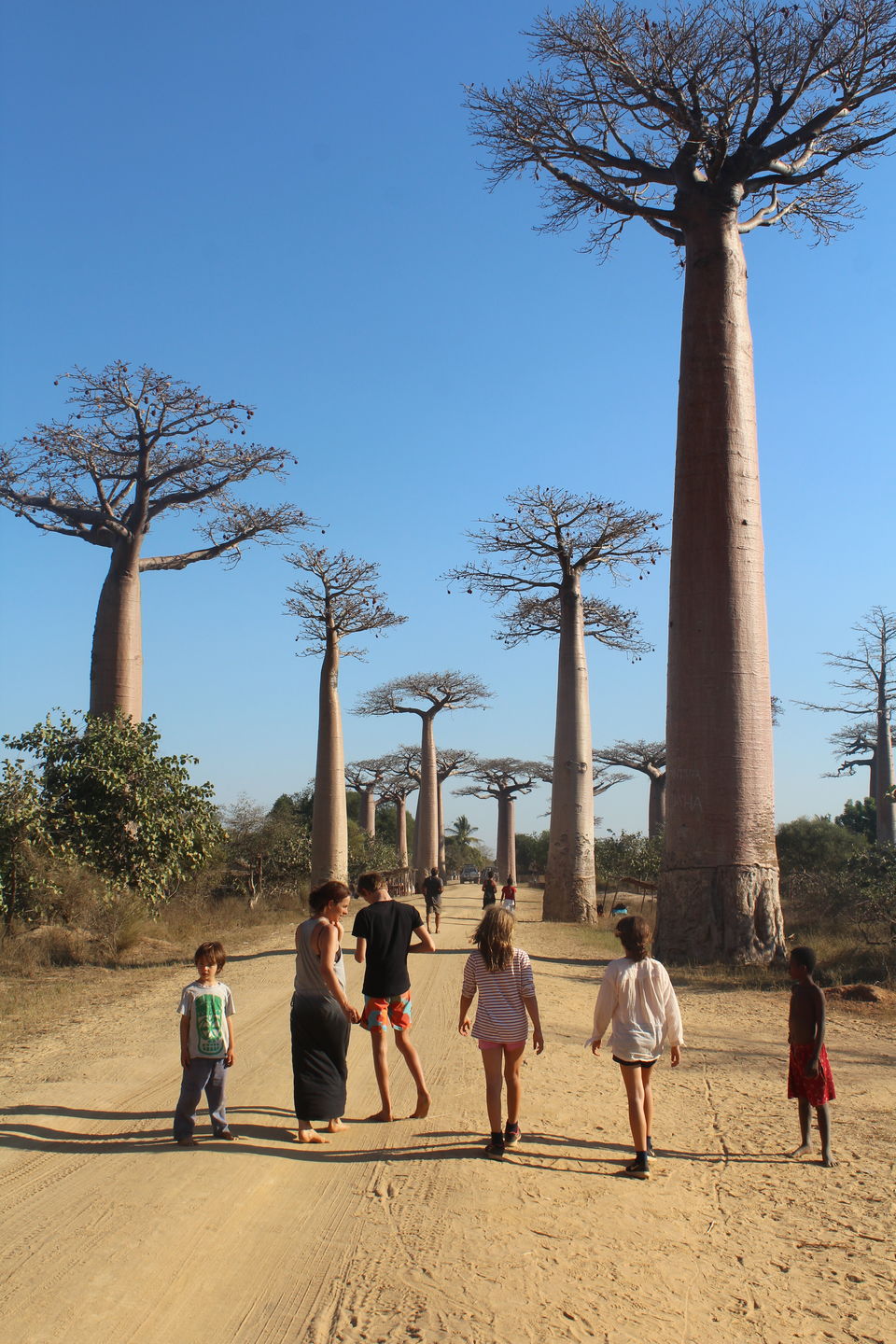Photo of Allée des Baobabs, Menabe, Toliara Province, Madagascar by OliviaCopsey
