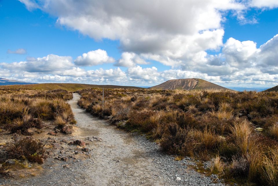 Photo of Newbies guide to New Zealand 6/60 by Maddie Snow Hickman