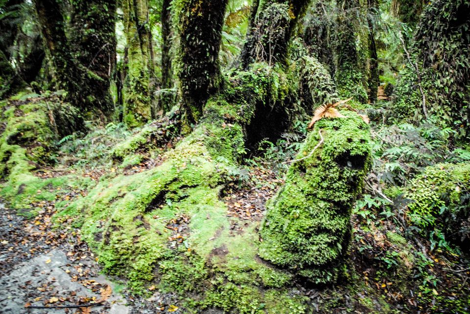 Photo of Newbies guide to New Zealand 34/60 by Maddie Snow Hickman